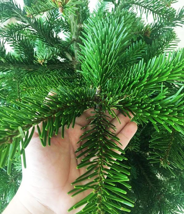 Đại gia Việt bạo tay chi hàng chục triệu mua cây thông khủng đón Noel - Ảnh 6. Đại gia Việt bạo tay chi hàng chục triệu mua cây thông khủng đón Noel - Ảnh 6.