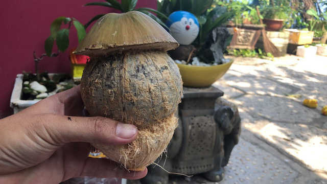  Biến quả dừa khô bỏ đi thành bonsai chuột tiền triệu, chàng thanh niên lãi đậm dịp Tết 2020  - Ảnh 4.