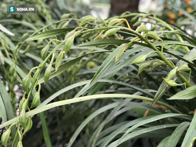 Hơn 300 triệu 1 chậu hoa lan Trần Mộng, đại gia có tiền cũng không mua được vì cháy hàng - Ảnh 5. Hơn 300 triệu 1 chậu hoa lan Trần Mộng, đại gia có tiền cũng không mua được vì cháy hàng - Ảnh 5.