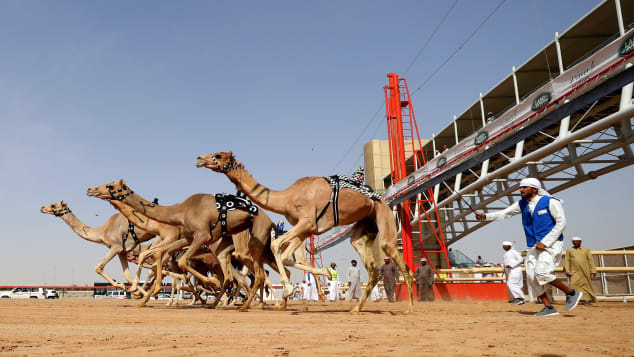 Khám phá bệnh viện 10 triệu USD cho lạc đà ở Dubai - Ảnh 1.