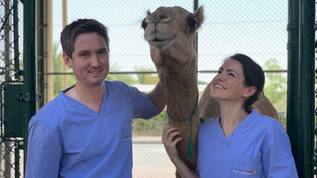 Khám phá bệnh viện 10 triệu USD cho lạc đà ở Dubai - Ảnh 2.
