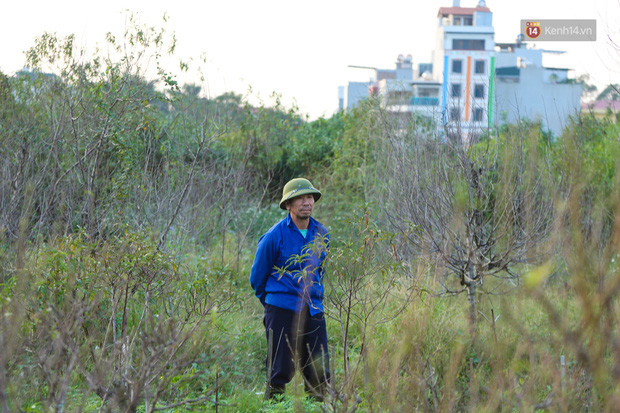 Hà Nội: Người dân bất lực nhìn hàng nghìn gốc đào biến thành “củi khô” khi Tết sắp về - Ảnh 15.