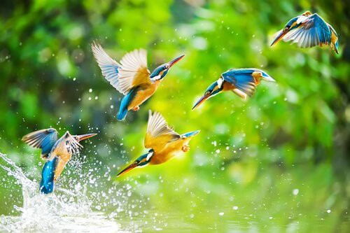 Câu chuyện về loài chim Toh: Bài học về sự khiêm nhường - đức tính của những người tự hạ mình nhưng không hề tầm thường - Ảnh 1. Câu chuyện về loài chim Toh: Bài học về sự khiêm nhường - đức tính của những người tự hạ mình nhưng không hề tầm thường - Ảnh 1.