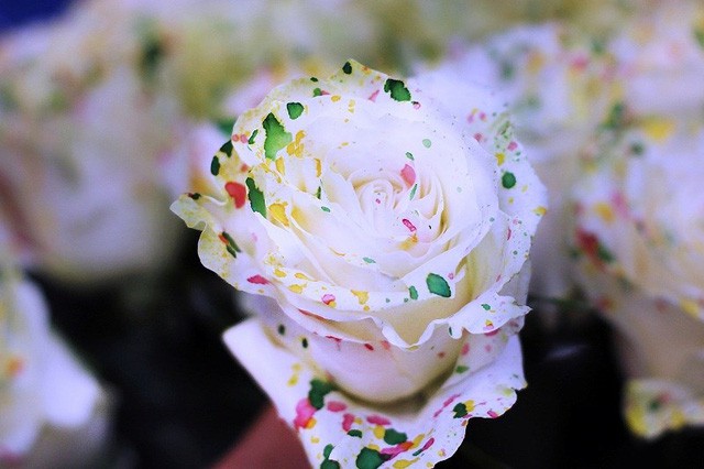 Nhiều đại gia đặt mua hoa tiền triệu tặng người yêu - Ảnh 2. Nhiều đại gia đặt mua hoa tiền triệu tặng người yêu - Ảnh 2.