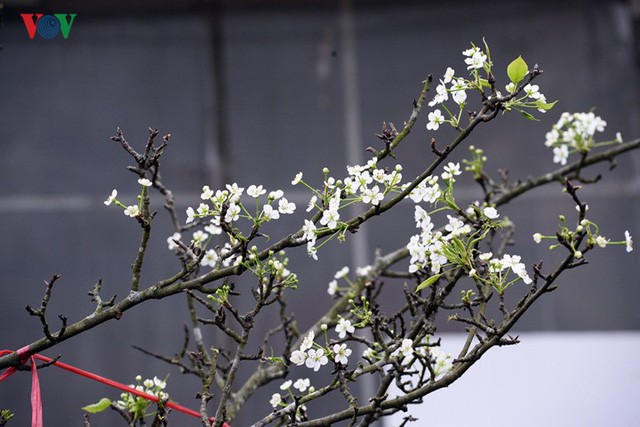  Ngỡ ngàng sắc hoa lê trắng tinh khôi trên đường phố Hà Nội  - Ảnh 1.