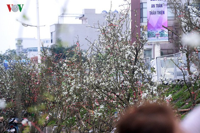  Ngỡ ngàng sắc hoa lê trắng tinh khôi trên đường phố Hà Nội  - Ảnh 11.