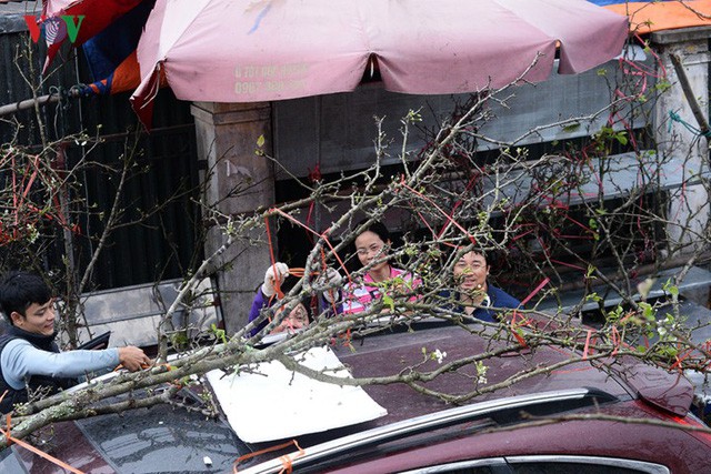  Ngỡ ngàng sắc hoa lê trắng tinh khôi trên đường phố Hà Nội  - Ảnh 14.