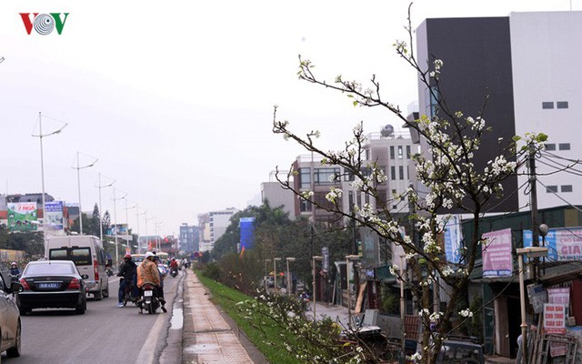  Ngỡ ngàng sắc hoa lê trắng tinh khôi trên đường phố Hà Nội  - Ảnh 3.