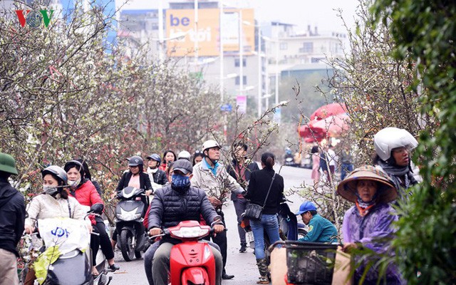  Ngỡ ngàng sắc hoa lê trắng tinh khôi trên đường phố Hà Nội  - Ảnh 4.