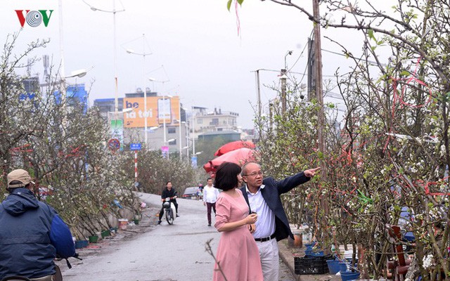  Ngỡ ngàng sắc hoa lê trắng tinh khôi trên đường phố Hà Nội  - Ảnh 5.