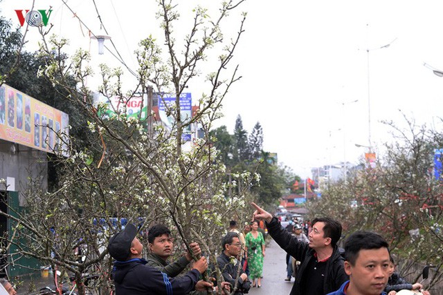  Ngỡ ngàng sắc hoa lê trắng tinh khôi trên đường phố Hà Nội  - Ảnh 6.