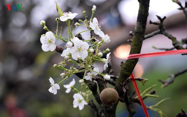  Ngỡ ngàng sắc hoa lê trắng tinh khôi trên đường phố Hà Nội  - Ảnh 8.