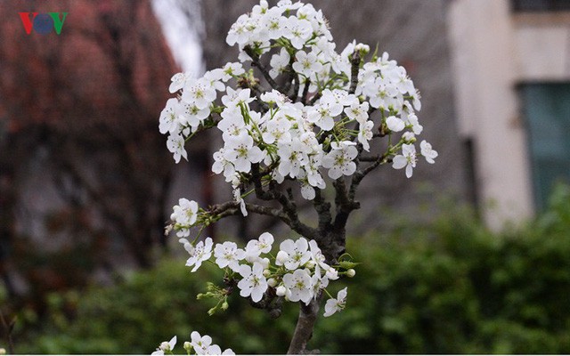  Ngỡ ngàng sắc hoa lê trắng tinh khôi trên đường phố Hà Nội  - Ảnh 10.