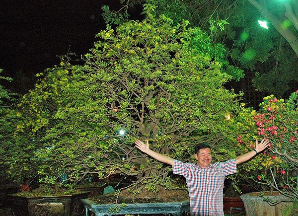 Sững sờ trước những cây mai tiền tỷ ở chợ hoa đêm - Ảnh 3. Sững sờ trước những cây mai tiền tỷ ở chợ hoa đêm - Ảnh 3.