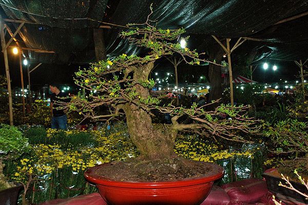Sững sờ trước những cây mai tiền tỷ ở chợ hoa đêm - Ảnh 4. Sững sờ trước những cây mai tiền tỷ ở chợ hoa đêm - Ảnh 4.