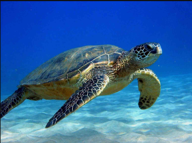 Chuyên gia: 3 đặc điểm giúp rùa trở thành loài sống thọ nhất thế giới mà  con người nên học