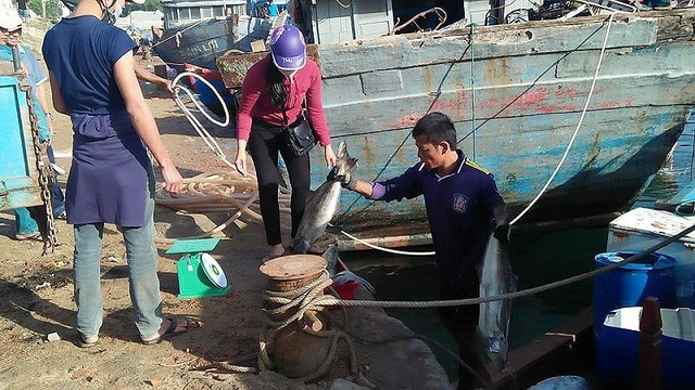 Tết vui của người nuôi cá bớp Lý Sơn - Ảnh 1. Tết vui của người nuôi cá bớp Lý Sơn - Ảnh 1.