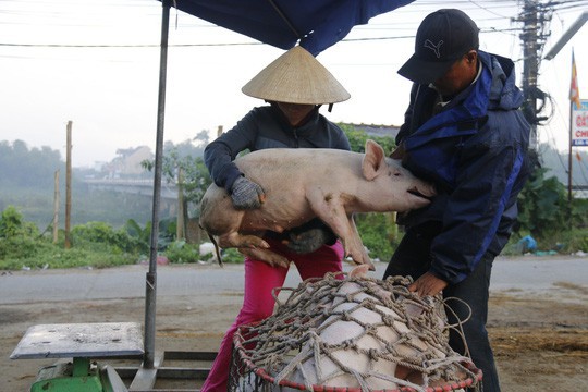  Nghề độc ở chợ heo lớn nhất Quảng Nam  - Ảnh 22.
