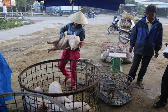  Nghề độc ở chợ heo lớn nhất Quảng Nam  - Ảnh 23.