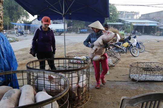  Nghề độc ở chợ heo lớn nhất Quảng Nam  - Ảnh 29.
