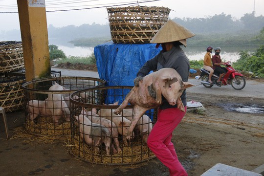  Nghề độc ở chợ heo lớn nhất Quảng Nam  - Ảnh 30.