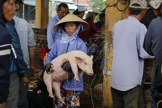  Nghề độc ở chợ heo lớn nhất Quảng Nam  - Ảnh 32.