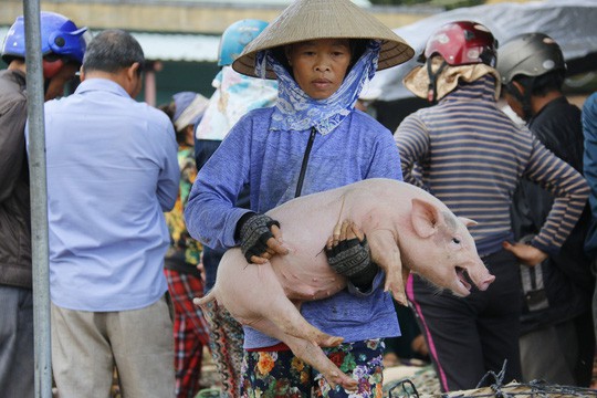  Nghề độc ở chợ heo lớn nhất Quảng Nam  - Ảnh 33.