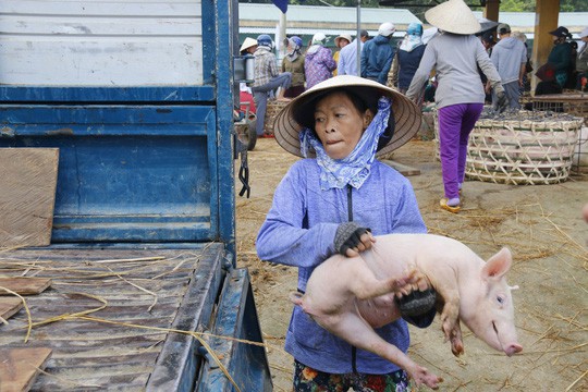  Nghề độc ở chợ heo lớn nhất Quảng Nam  - Ảnh 34.