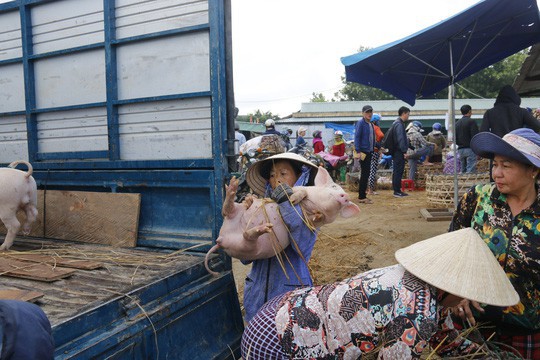  Nghề độc ở chợ heo lớn nhất Quảng Nam  - Ảnh 35.