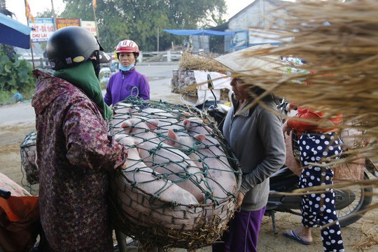  Nghề độc ở chợ heo lớn nhất Quảng Nam  - Ảnh 10.