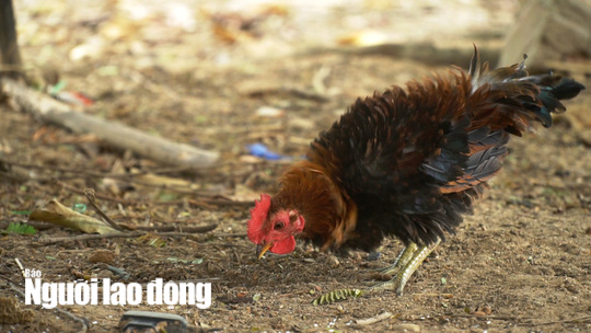 Kỳ lạ giống gà lông ngược, chỉ nuôi chứ không bán - Ảnh 5. Kỳ lạ giống gà lông ngược, chỉ nuôi chứ không bán - Ảnh 5.