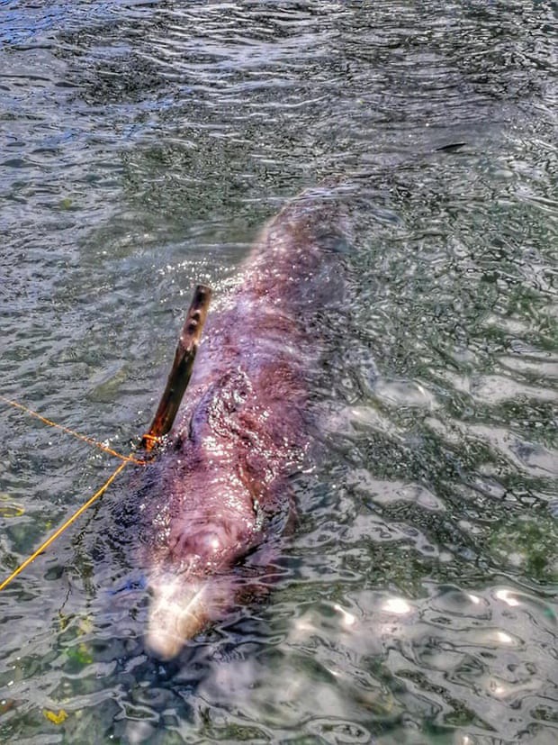 Giới khoa học bàng hoàng phát hiện đến 40kg rác nhựa trong bụng cá voi con dạt vào bờ biển Philippines - Ảnh 2.