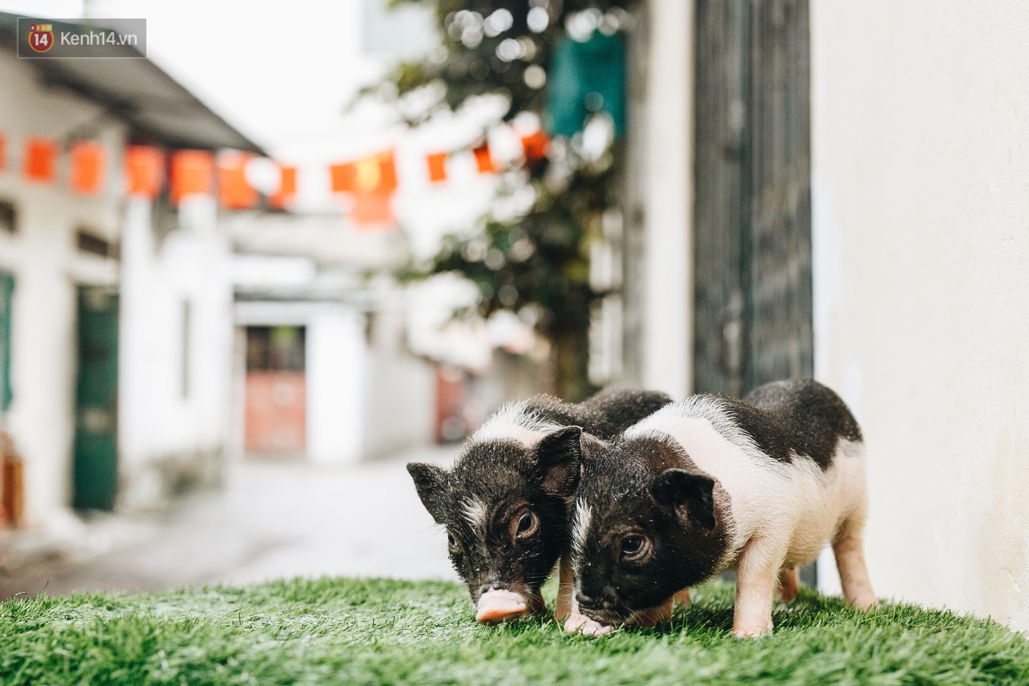 Giữa sức nóng dịch tả, giới trẻ Hà thành vẫn