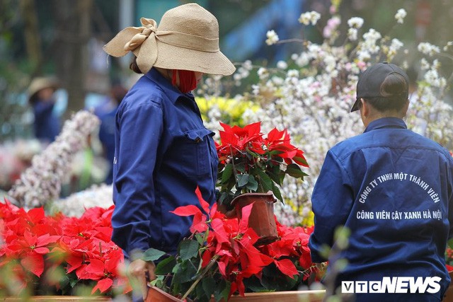  Ảnh: 40.000 cành hoa anh đào chuyển từ Nhật Bản tới Hà Nội  - Ảnh 8.