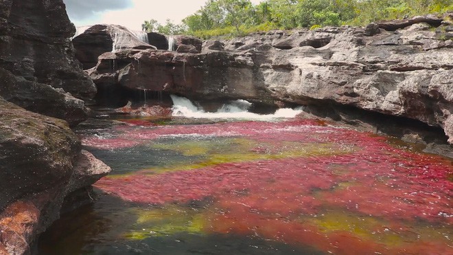 caño cristales - Đây là con sông đẹp nhất thế giới: Lung linh 5 màu sắc, được mệnh danh là “cầu vồng sống” vi diệu nhất - photo caño cristales - photo 1 1553946046847645153907 - Đây là con sông đẹp nhất thế giới: Lung linh 5 màu sắc, được mệnh danh là “cầu vồng sống” vi diệu nhất