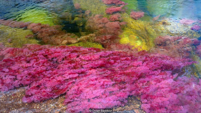 caño cristales - Đây là con sông đẹp nhất thế giới: Lung linh 5 màu sắc, được mệnh danh là “cầu vồng sống” vi diệu nhất - photo caño cristales - photo 1 15539460499291598665016 - Đây là con sông đẹp nhất thế giới: Lung linh 5 màu sắc, được mệnh danh là “cầu vồng sống” vi diệu nhất