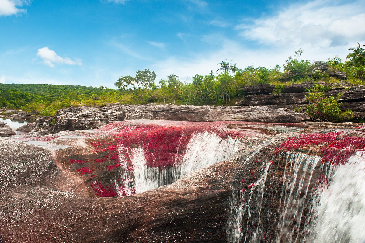 caño cristales - Đây là con sông đẹp nhất thế giới: Lung linh 5 màu sắc, được mệnh danh là “cầu vồng sống” vi diệu nhất - photo caño cristales - photo 10 1553946049947373179376 - Đây là con sông đẹp nhất thế giới: Lung linh 5 màu sắc, được mệnh danh là “cầu vồng sống” vi diệu nhất