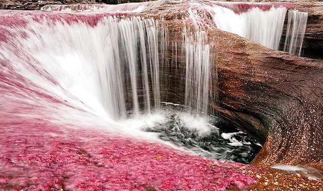 caño cristales - Đây là con sông đẹp nhất thế giới: Lung linh 5 màu sắc, được mệnh danh là “cầu vồng sống” vi diệu nhất - photo caño cristales - photo 11 15539460499481724777813 - Đây là con sông đẹp nhất thế giới: Lung linh 5 màu sắc, được mệnh danh là “cầu vồng sống” vi diệu nhất