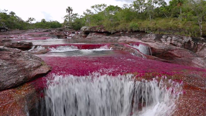 caño cristales - Đây là con sông đẹp nhất thế giới: Lung linh 5 màu sắc, được mệnh danh là “cầu vồng sống” vi diệu nhất - photo caño cristales - photo 2 15539460499321660440652 - Đây là con sông đẹp nhất thế giới: Lung linh 5 màu sắc, được mệnh danh là “cầu vồng sống” vi diệu nhất