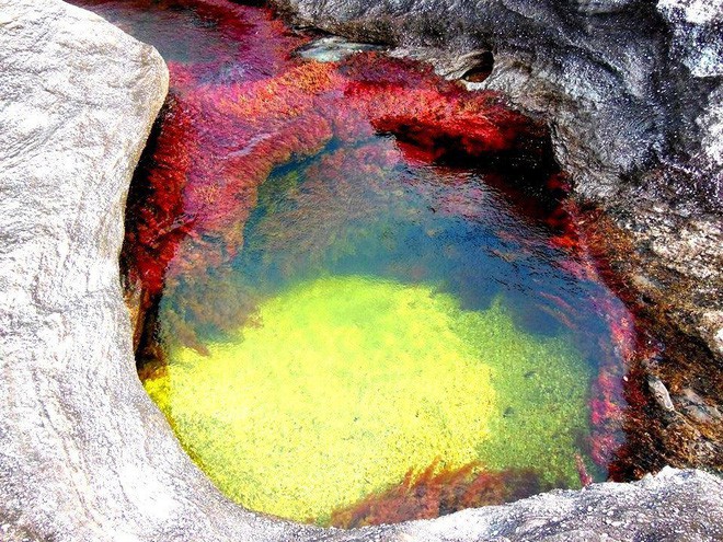 caño cristales - Đây là con sông đẹp nhất thế giới: Lung linh 5 màu sắc, được mệnh danh là “cầu vồng sống” vi diệu nhất - photo caño cristales - photo 4 15539460499381119130410 - Đây là con sông đẹp nhất thế giới: Lung linh 5 màu sắc, được mệnh danh là “cầu vồng sống” vi diệu nhất