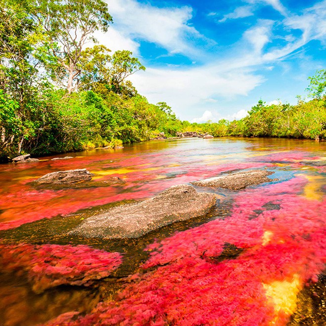 caño cristales - Đây là con sông đẹp nhất thế giới: Lung linh 5 màu sắc, được mệnh danh là “cầu vồng sống” vi diệu nhất - photo caño cristales - photo 5 1553946049940657221318 - Đây là con sông đẹp nhất thế giới: Lung linh 5 màu sắc, được mệnh danh là “cầu vồng sống” vi diệu nhất