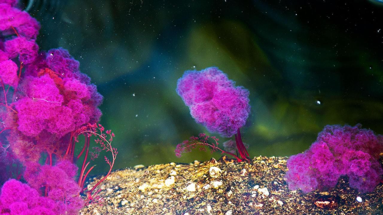 caño cristales - Đây là con sông đẹp nhất thế giới: Lung linh 5 màu sắc, được mệnh danh là “cầu vồng sống” vi diệu nhất - photo caño cristales - photo 6 15539460499411723953501 - Đây là con sông đẹp nhất thế giới: Lung linh 5 màu sắc, được mệnh danh là “cầu vồng sống” vi diệu nhất
