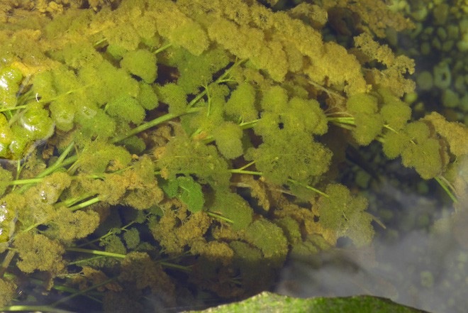 caño cristales - Đây là con sông đẹp nhất thế giới: Lung linh 5 màu sắc, được mệnh danh là “cầu vồng sống” vi diệu nhất - photo caño cristales - photo 7 15539460499431584105007 - Đây là con sông đẹp nhất thế giới: Lung linh 5 màu sắc, được mệnh danh là “cầu vồng sống” vi diệu nhất