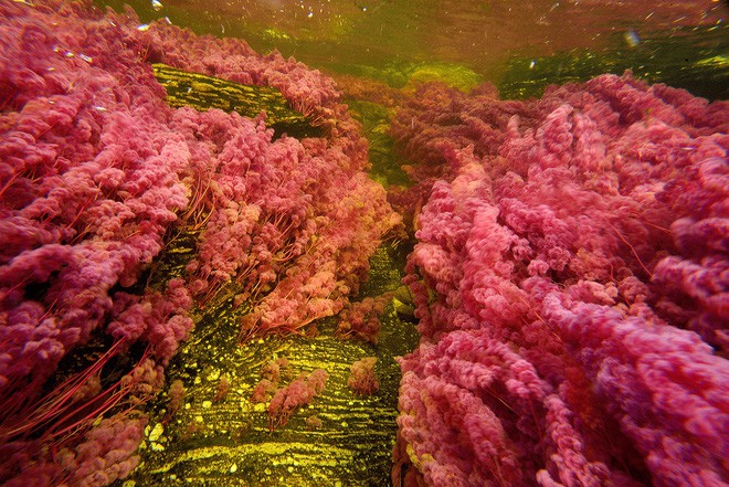 caño cristales - Đây là con sông đẹp nhất thế giới: Lung linh 5 màu sắc, được mệnh danh là “cầu vồng sống” vi diệu nhất - photo caño cristales - photo 8 1553946049944910228956 - Đây là con sông đẹp nhất thế giới: Lung linh 5 màu sắc, được mệnh danh là “cầu vồng sống” vi diệu nhất