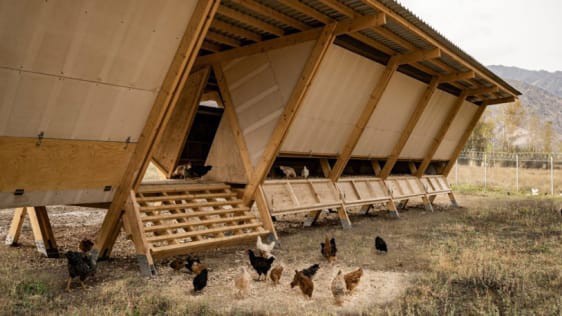  Chiêm ngưỡng chiếc chuồng gà giá 20.000 USD, được thiết kế bởi công ty kiến trúc danh tiếng - Ảnh 1.