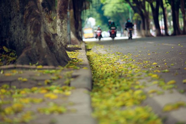 Phố phường Hà Nội đẹp nao lòng mùa lá rụng - Ảnh 8. Phố phường Hà Nội đẹp nao lòng mùa lá rụng - Ảnh 8.