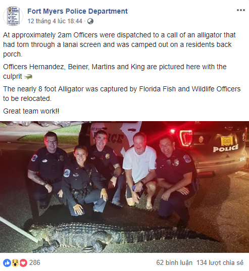 Mỹ: Cá sấu đói bụng và hứng tình đang xâm chiếm Florida - Ảnh 2.