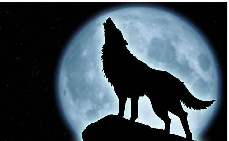 Khám phá hình ảnh chó sói dưới trăng lãng mạn và quyến rũ hơn bao giờ hết! Với vẻ đẹp hoang sơ và màu trăng bạc phủ lên bầu trời đêm, bạn sẽ bị cuốn hút vào thế giới của loài chó sói và cảm nhận được sức mạnh của chúng.