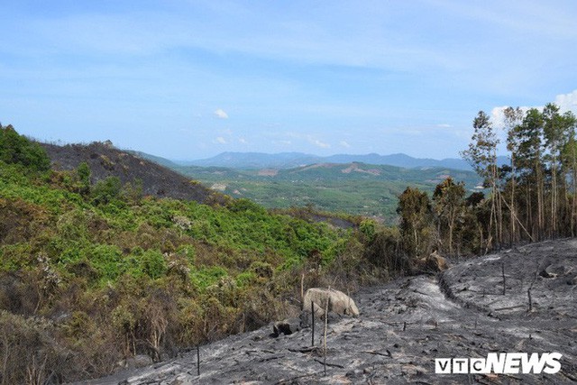 Ảnh: Xót xa rừng Quảng Nam chìm trong biển lửa suốt 22 tiếng, 107 ha keo bị thiêu rụi  - Ảnh 4.