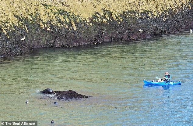 Hình ảnh thay cho vạn lời nói: Hải cẩu đồng loạt ném mình xuống vách đá vì bị du khách dồn ép đến đường cùng - Ảnh 4.